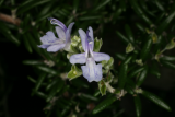 Rosmarinus officinalis (Prostratus Group) 'Capri' RCP12-08 128.jpg